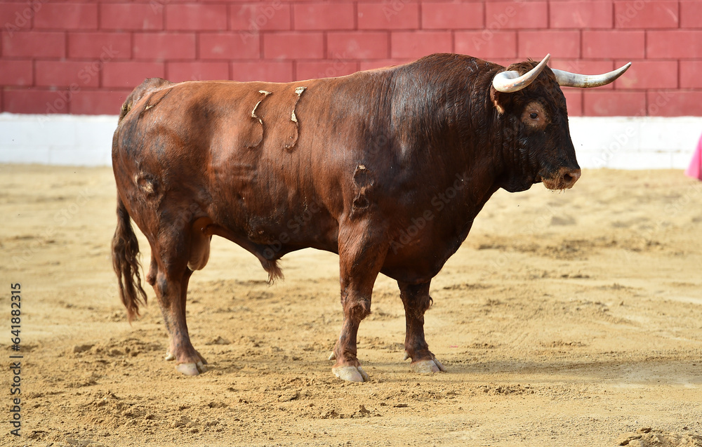 a brave bull in the bullring in a traditional spectacle of bullfight in spain a brave bull in the bullring in a traditional spectacle of bullfight in spain