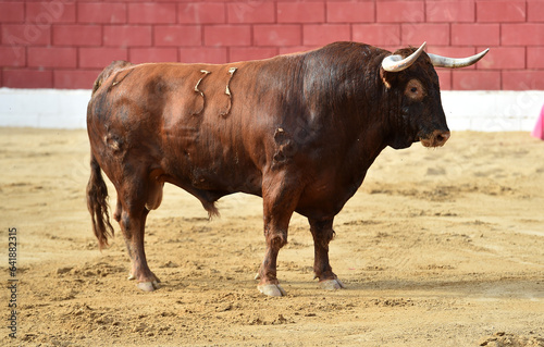 a brave bull in the bullring in a traditional spectacle of bullfight in spain