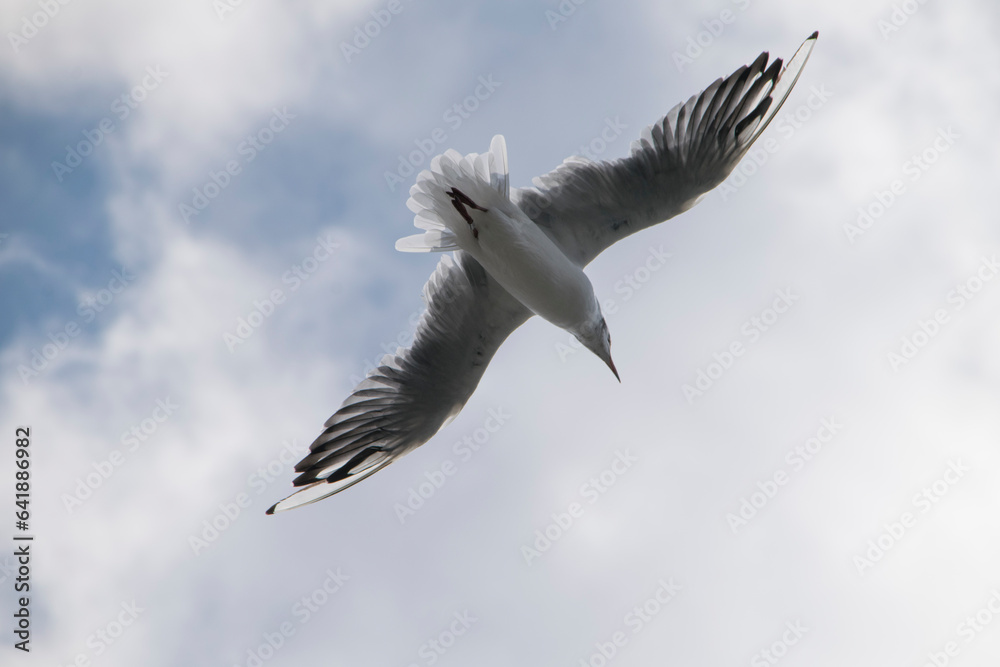 Fototapeta premium Fliegende Lachmöve