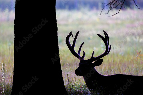 Silhouette of a fenced in trophy whitetail buck deer (Odocoileus virginianus) with velvet antlers during late summer. Selective focus, background blur and foreground blur.
