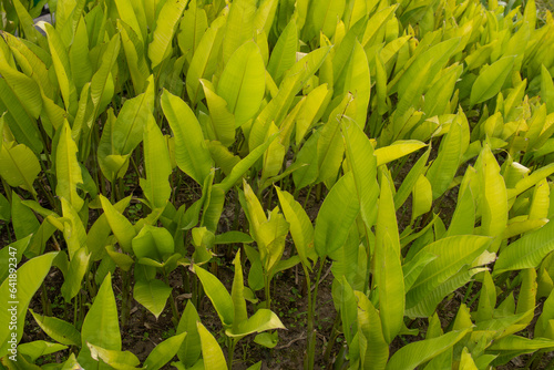 Refreshing green arrow arum leaves.
