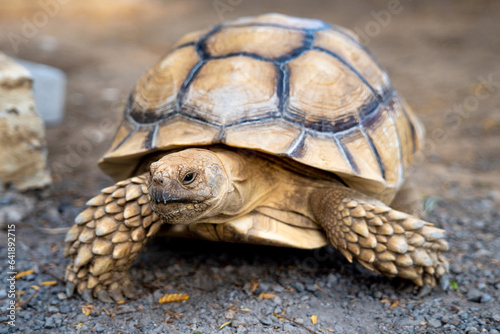 Close up African Sulcata Tortoise