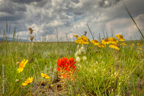 Wildflowers in the San Luis Valley of Colorado photo