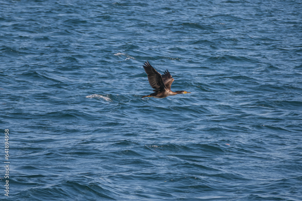 Obraz premium Cormorant flying close to the surface of the sea phalacrocorax carbo