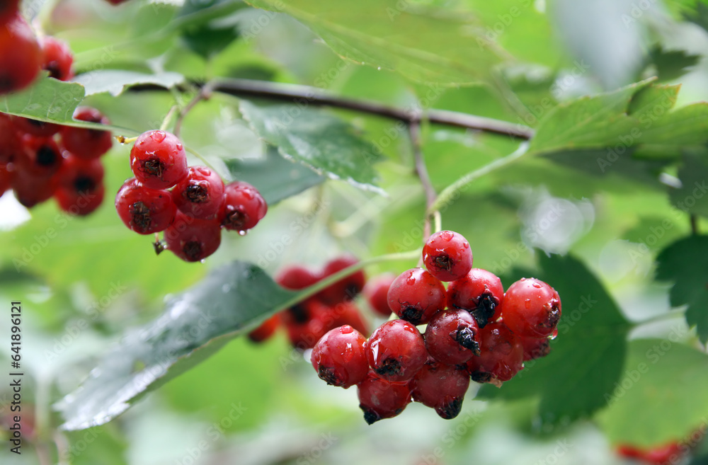 redhaw hawthorn or Siberian hawthorn (lat.- Crataegus sanguinea) redhaw hawthorn or Siberian hawthorn (lat.- Crataegus sanguinea)