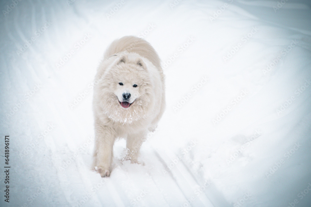 white dog in the snow