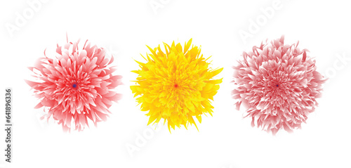 Set of three chrysanthemum flower icons isolated on white background, realistic design of pink, light pink and yellow flowers. Vector illustration © Mohammed