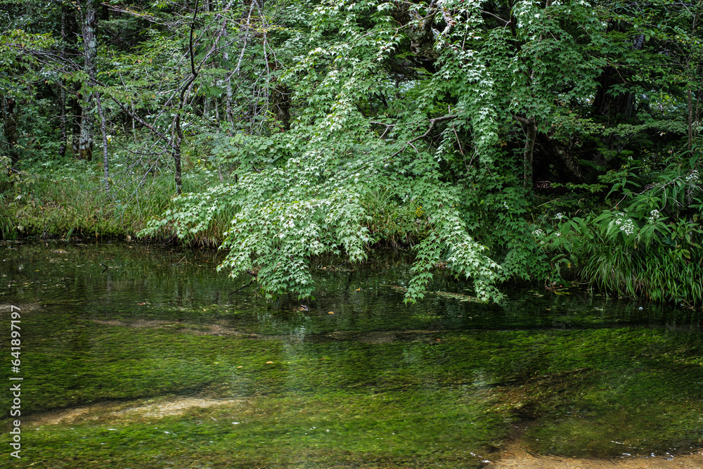 Obraz premium 長野県上高地田代池 の上の緑さす葉