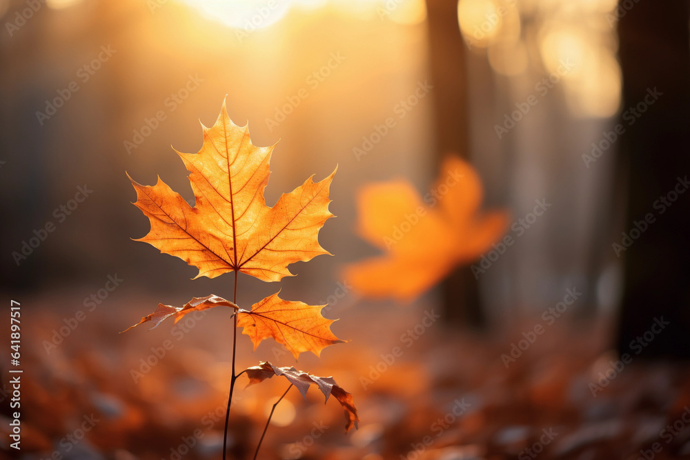 Vibrant Orange Autumn Maple Leaf Close-up Vibrant Orange Autumn Maple Leaf Close-up