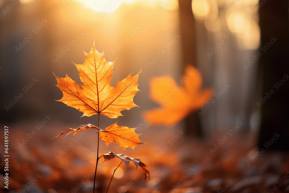 Vibrant Orange Autumn Maple Leaf Close-up