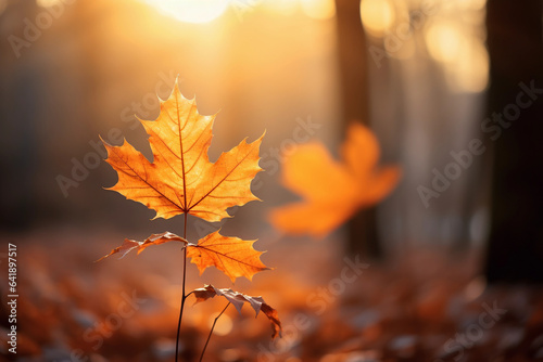 Vibrant Orange Autumn Maple Leaf Close-up