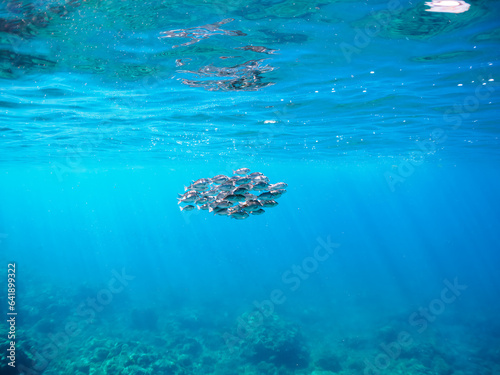 美しい水面を泳ぐメジナ（イスズミ科）の幼魚の群れ。日本国静岡県伊豆半島賀茂郡南伊豆町中木から渡し船で渡るヒリゾ浜にて。 2023年8月27日水中撮影。 