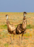 Two curious emus looking lost in the semi arid outback countryside of Australia near Birdsville in Queensland.