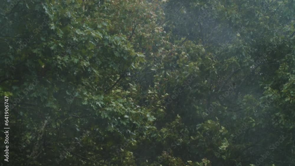 Strong storm with wind and rain bends tree branches in a deciduous park