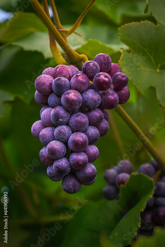 A grapevine in the plantation of grapes (Niagara-on-the-Lake, Ontario, Canada)