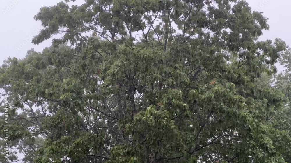 Heavy Torrential Rain in a Deciduous Forest.