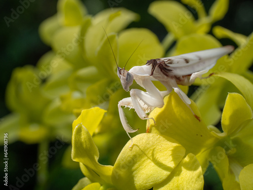 Beautiful orchid mantis close up