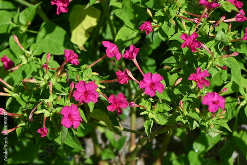 Marvel of Peru / Four o'clock flower ( Mirabilis jalapa ) flowers. Deflate. The flowering period is from June to October. It blooms around 4pm and wilts the next morning. photo