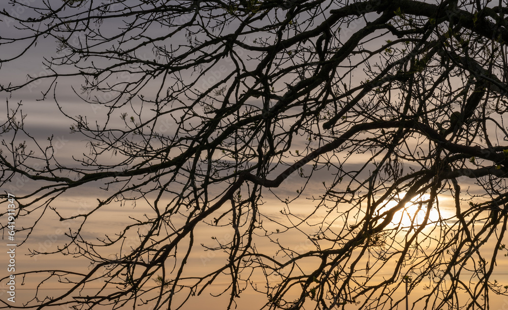 Trees and Tree Branches with Dramatic Skies 