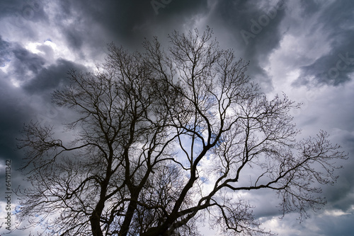 Trees and Tree Branches with Dramatic Skies  © David