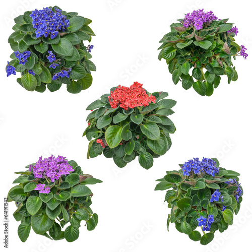 African violet. Set of flowers isolated on transparent background. Cutout plants for garden design or landscaping. High quality clipping mask for professionnal composition. Flower bed.