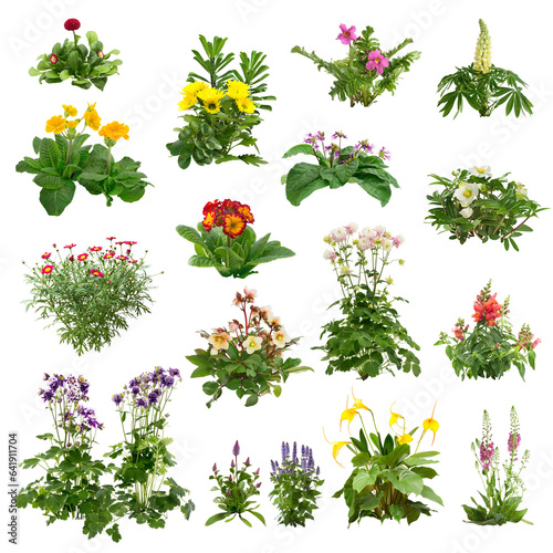 Wallpaper Mural Set of flowers isolated on transparent background