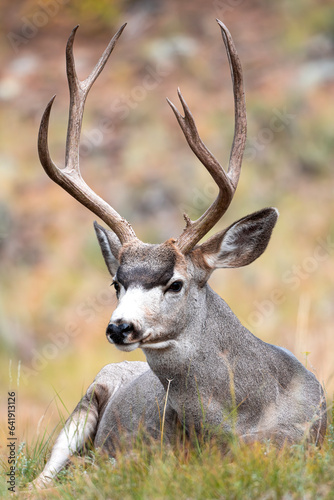 Mule Deer in the Rocky Mountains
