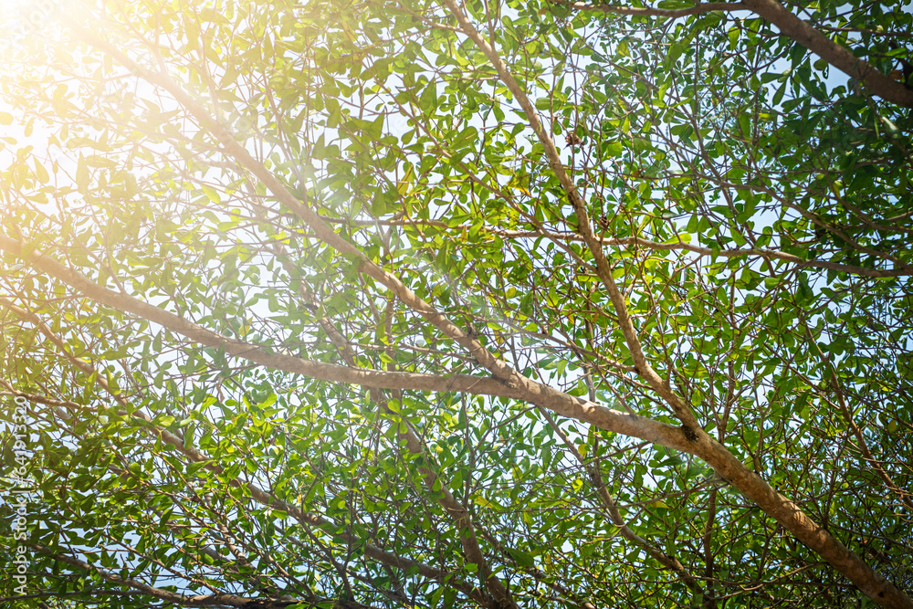 Fototapeta premium Branches with leaves nature background