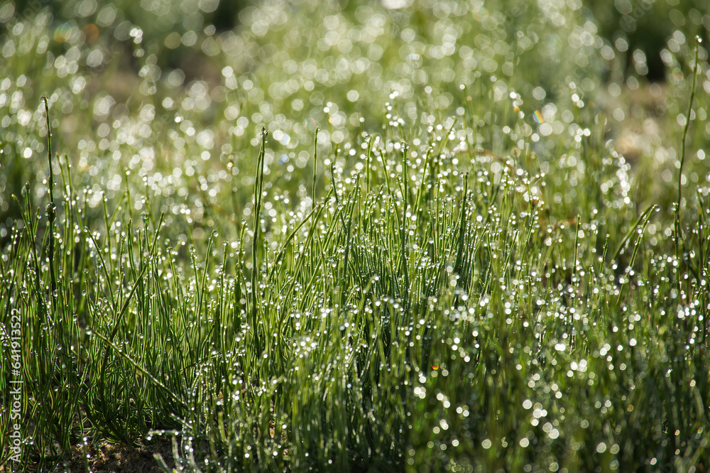 Close-up of green grass with dew drops glisten on blades Close-up of green grass with dew drops glisten on blades