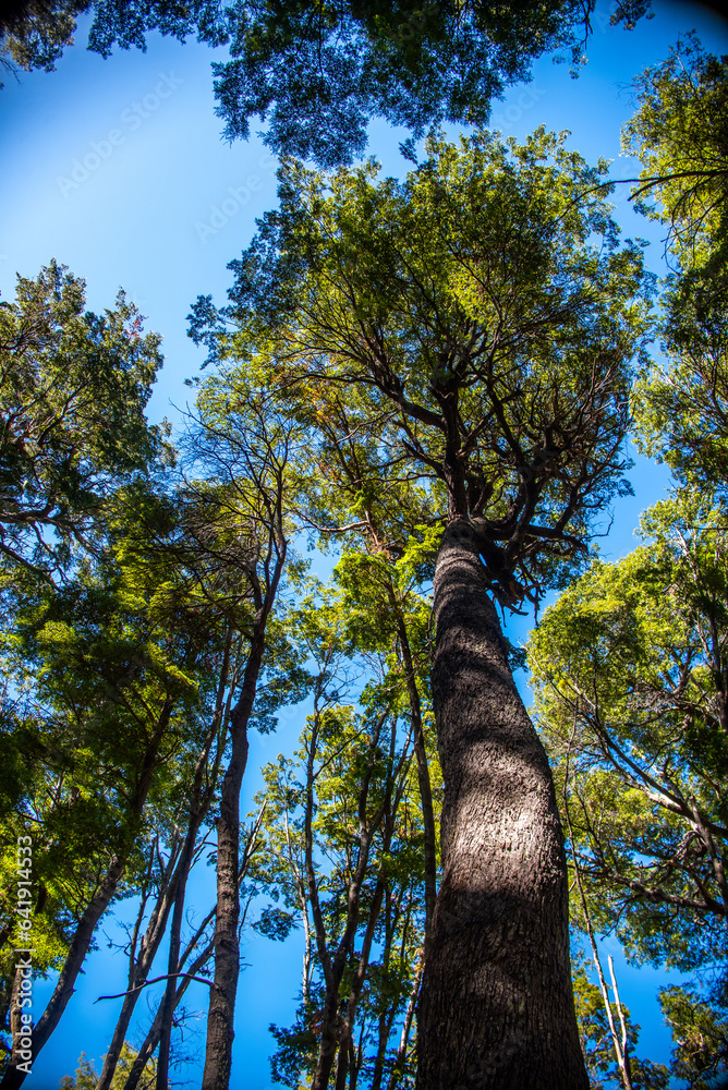 Fototapeta premium BOSQUE DE ARRAYANES 