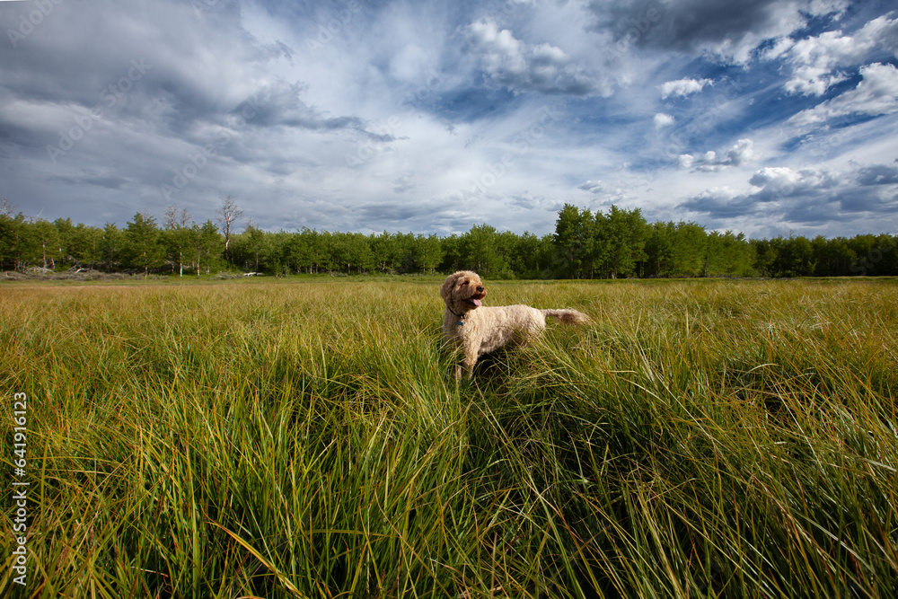 Goldendoodle in a field