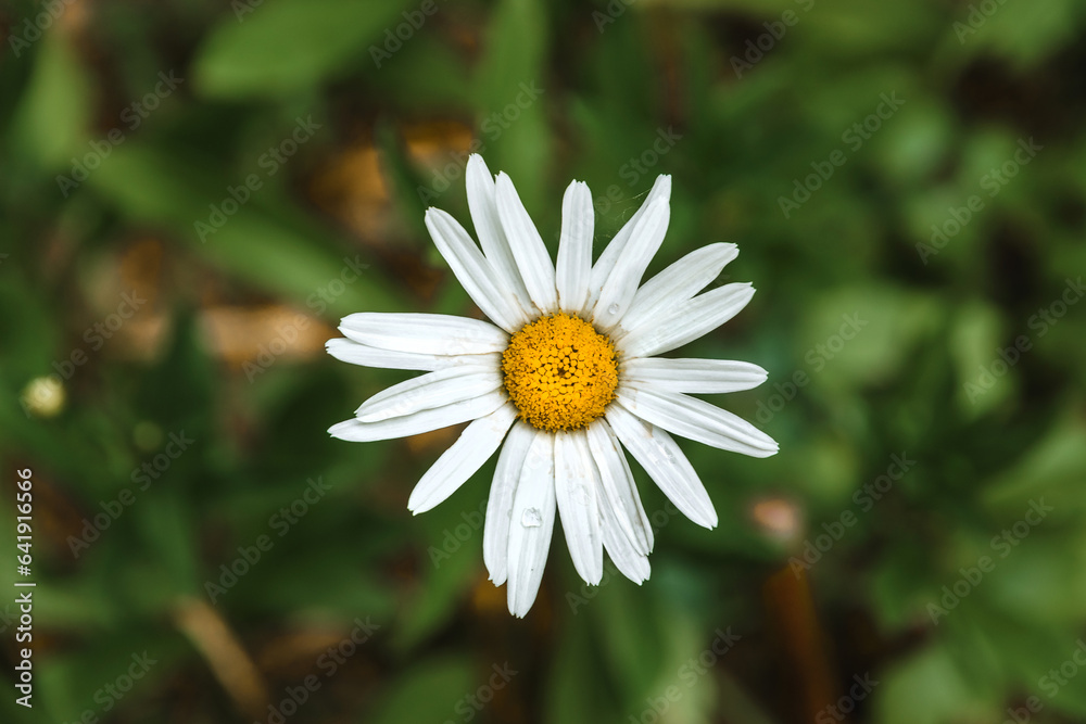 A white chamomile flower with a yellow core on a dark background of green foliage. Chamomile flowers on a dark green background. Chamomile flowers close-up. Selective focus. A white chamomile flower with a yellow core on a dark background of green foliage. Chamomile flowers on a dark green background. Chamomile flowers close-up. Selective focus.