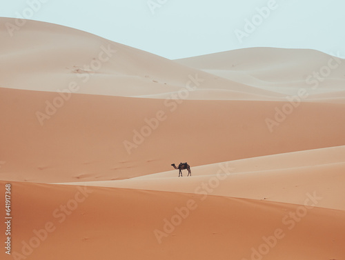 Minimalistic dromedary, camel, walking through Sahara Desert Merzouga, Morocco