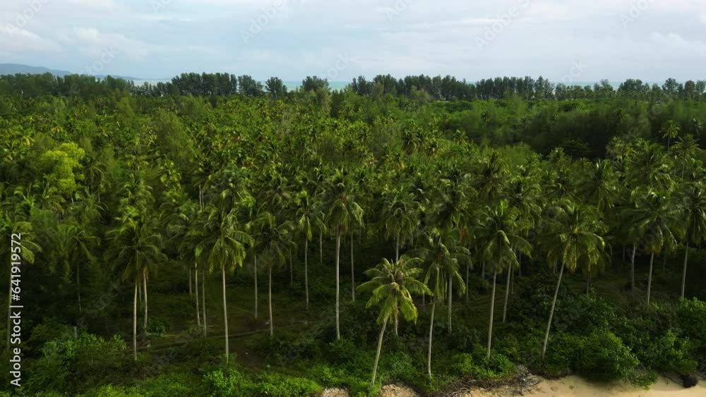 Tropical palm tree forest on coastline of Thailand, aerial drone view Tropical palm tree forest on coastline of Thailand, aerial drone view