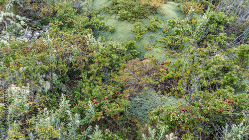 Vegetation of southern Patagonia. Among the stunted shrubs with red berries and grass, a plant endemic to South America is visible - yareta,  azorella compacta. View from above. Argentina.