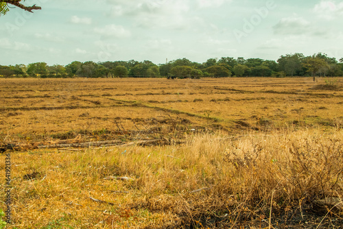 Harvested field in wilpattu National Park  puttalam  sri lanka 