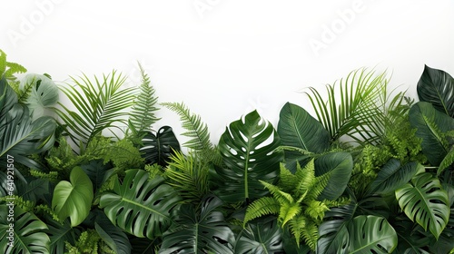 Green leaves nature frame tropical plants bush on white background
