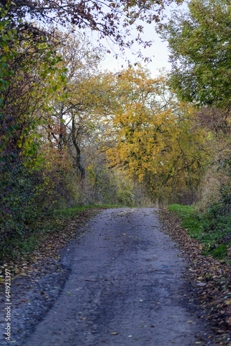 Route à travers 'une forêt en automne