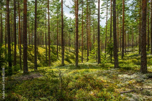 forest in the nature reserve hökensas near tidaholm in sweden