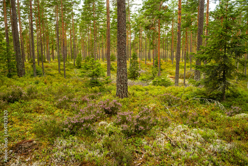 forest in the nature reserve hökensas near tidaholm in sweden © Wolfgang