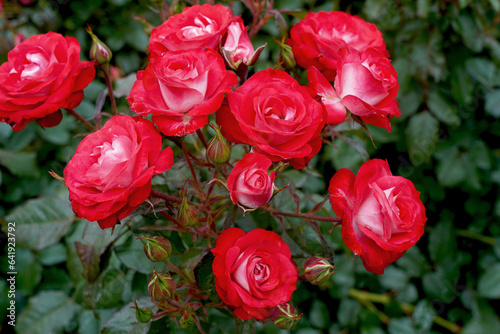 Rosa  Mandarine Ice   Korplunblo .  A floribunda rose bred by Kordes Roses.  This variety is also known as  Planten un Blomen  and  Princesse Disney .