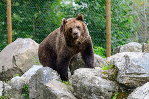 brown bear, ursus arctos in a zoo in sweden