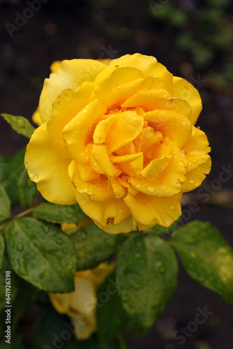 Yellow rose after rain in the evening garden