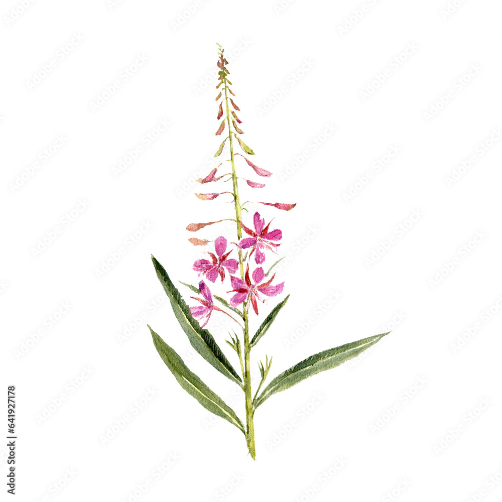 watercolor drawing plant of fireweed with leaves and flowers ...