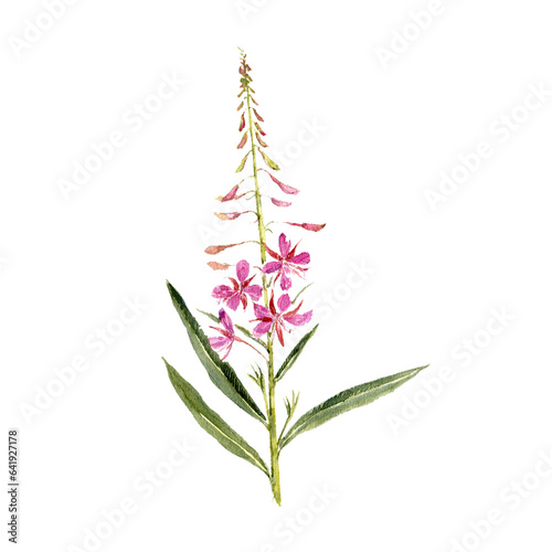 watercolor drawing plant of fireweed with leaves and flowers, willowherb, Chamaenerion angustifolium isolated at white background, natural element, hand drawn botanical illustration photo