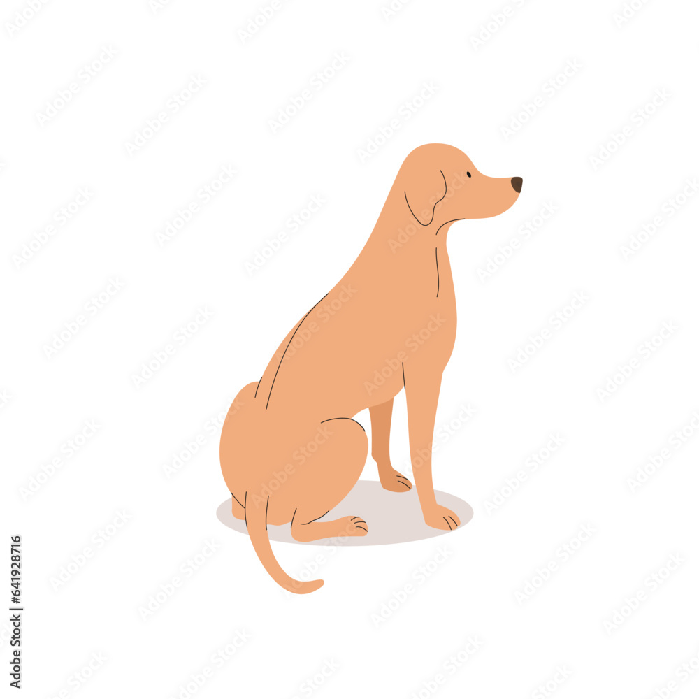 Funny labrador. Dogs collection. Vector illustration of cute breeds dogs in trendy flat style. Isolated on a white background Funny labrador. Dogs collection. Vector illustration of cute breeds dogs in trendy flat style. Isolated on a white background