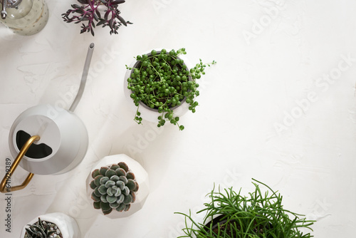 Potted Senecio Rowley house plant in white ceramic pot and other succulent plants on a table indoors