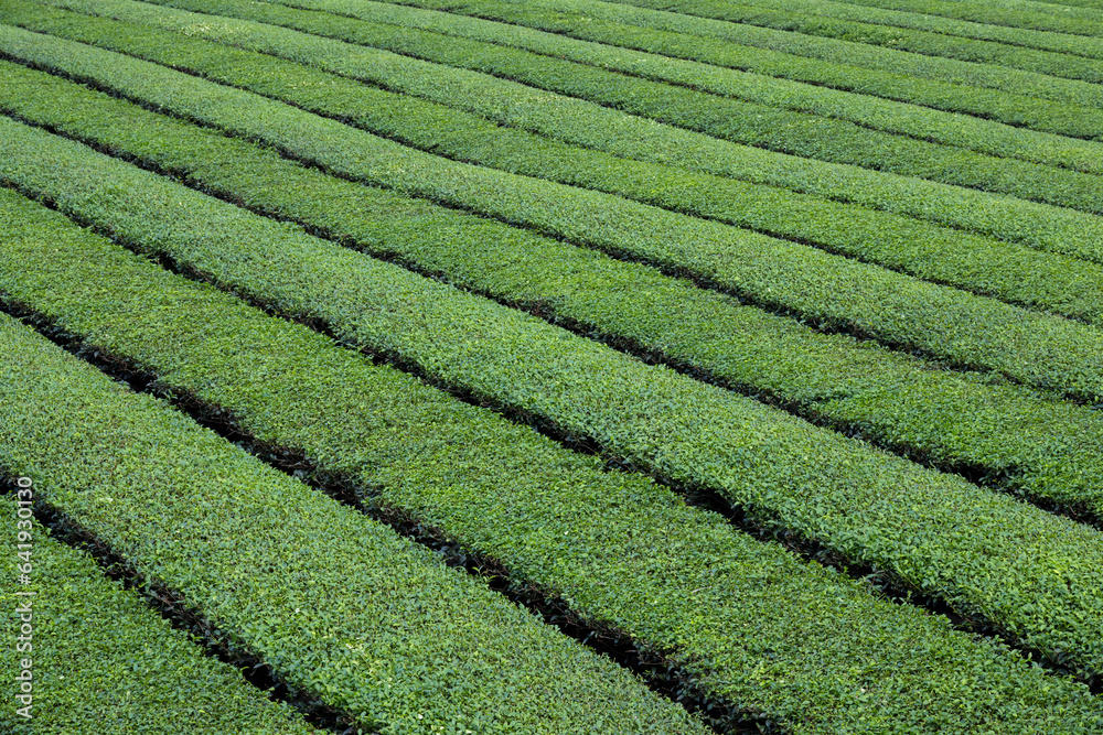 Tea tree field plantation in Taiwan Tea tree field plantation in Taiwan