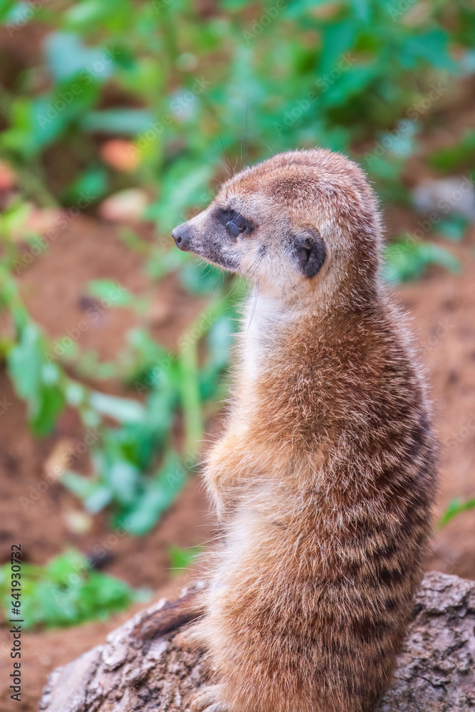 Fototapeta premium Meerkat, Suricata suricatta, on hind legs. Portrait of meerkat standing on hind legs with alert expression. Portrait of a funny meerkat sitting on its hind legs.