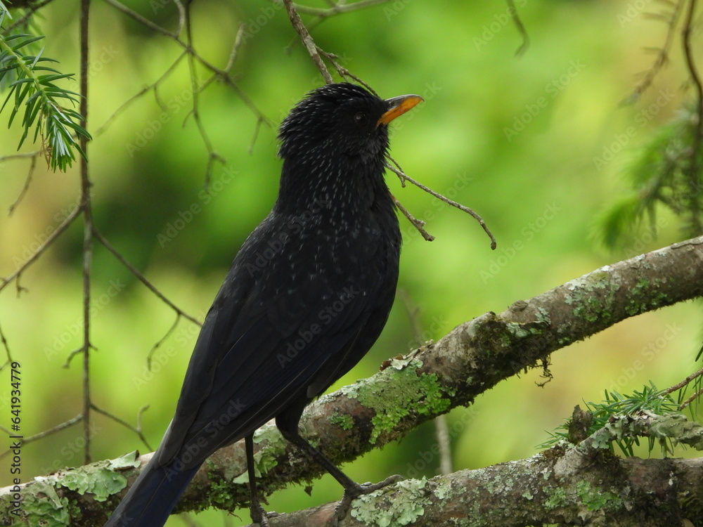 Fototapeta premium Birds of Bhutan, wildlife and nature. Travel, ecotourism, forests and nature in Bhutan